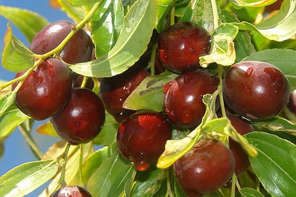 تصویر 2 از خرید و فروش عناب ژاپنی اصیل با شرایط فوق العاده
